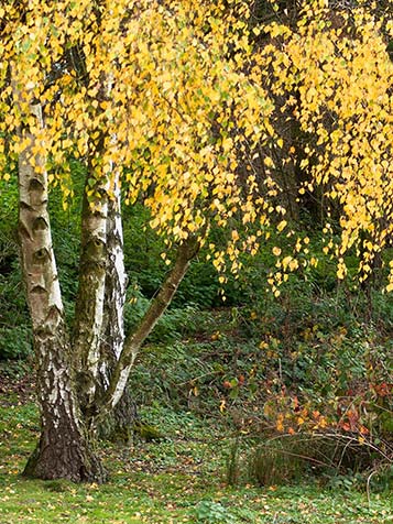 Gele herfstverkleuring Betula pendula