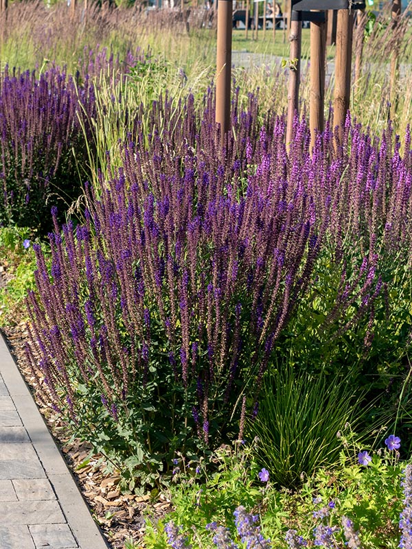 Salvia combineren