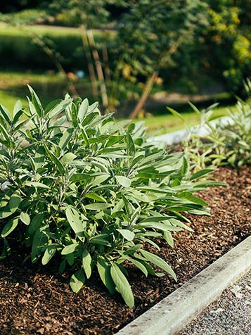 Salie uit eigen tuin