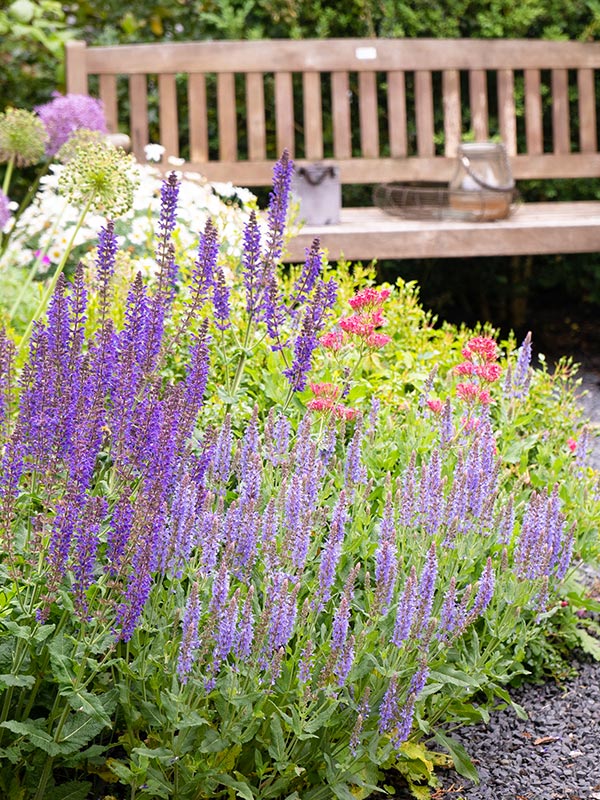 Salvia in de tuin combineren