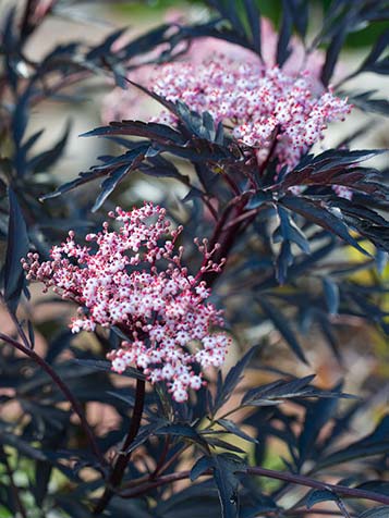 Sambucus met rood blad en bloem