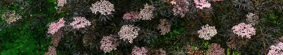 roodbladerige Sambucus nigra met bloemen