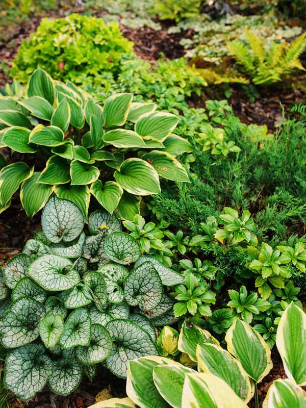 Hosta en Brunnera 2 bekende schaduwplanten
