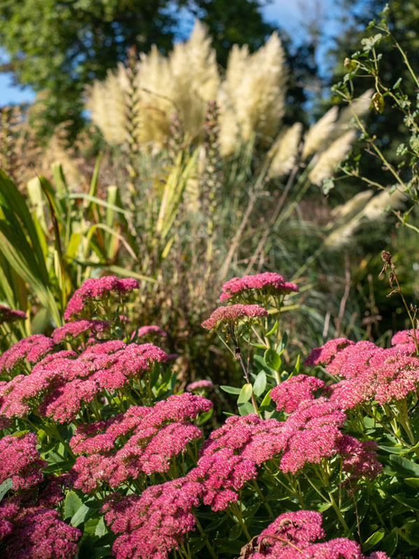 vet blad van sedum