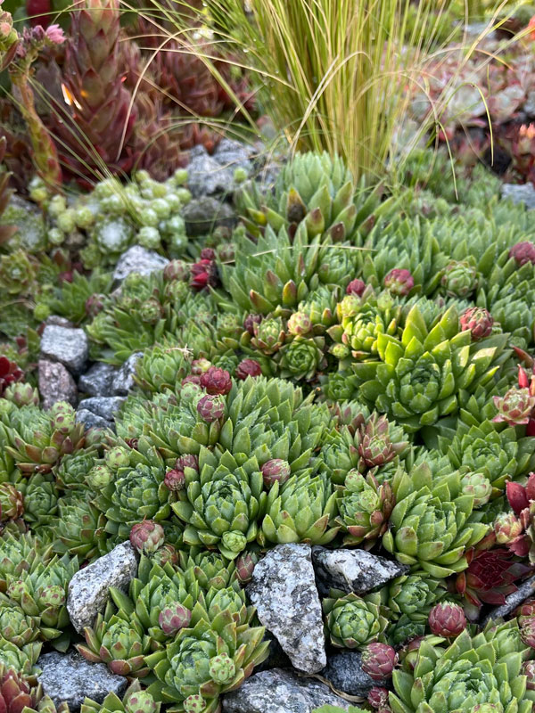 sedum als bodembedekker