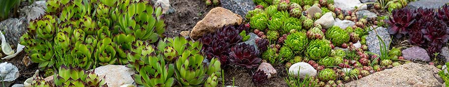 Sempervivum vetplant