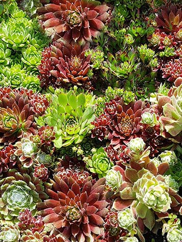 Sempervivum is er in vele soorten