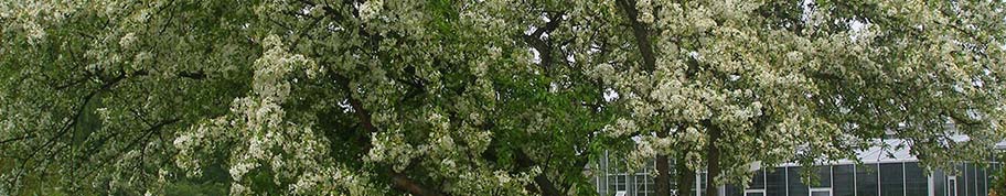 Malus toringo is een wat meer fijnbladige sierappel met een rijke bloei in het voorjaar en kleine sierappeltjes in het najaar