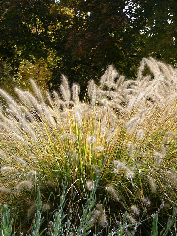 Pennisetum steelt de show in het najaar met zijn pluimen en herfstkleuren