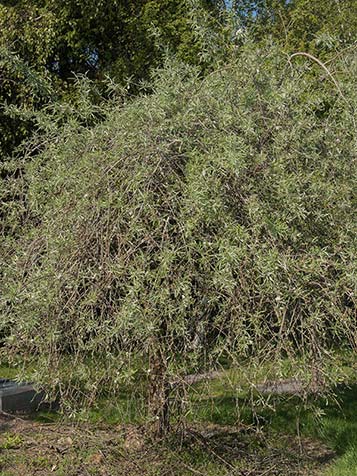 Aan de Pyrus salicifolia groeien soms kleine vruchten die niet geschikt zijn voor consumptie