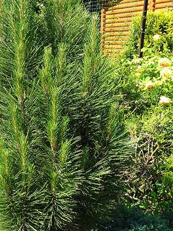 Pinus nigra houdt van een zonnige en warme standplaats