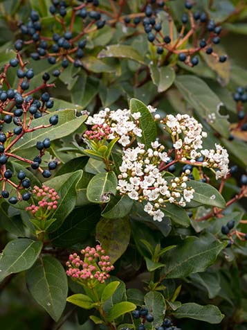 Viburnum tinus krijgt na de bloei blauwzwarte bessen