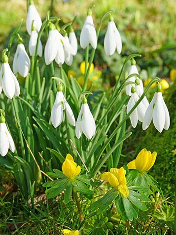 Sneeuwklokjes verwilderen in de tuin