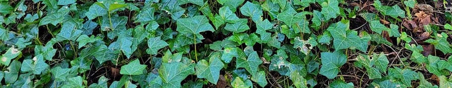 Het blad van Hedera hibernica is groter dan bij andere soorten