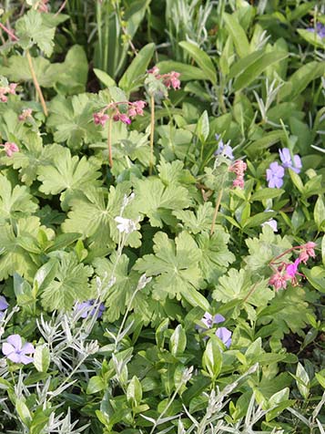 Geraniums zijn een niet zo bekend als groenblijvende bodembedekker