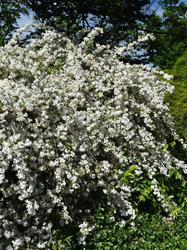 De meest bekende bloeiende heesters zijn hortensia, vlinderstruik en rhododendron