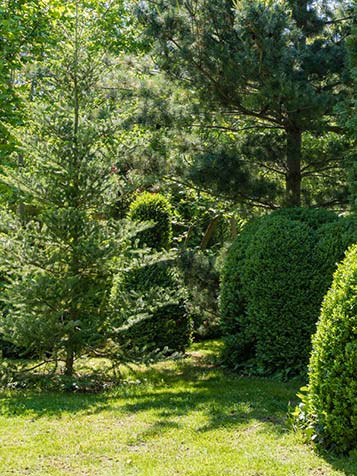 De meeste groenblijvende bomen kunnen probleemloos worden gesnoeid, alleen dennen en sparren laten zich wat moeilijker klein houden