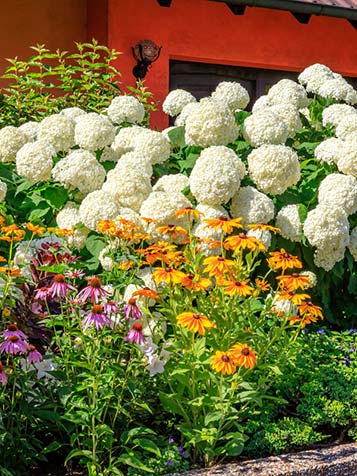 hortensia annabelle staat het liefst in de schaduw