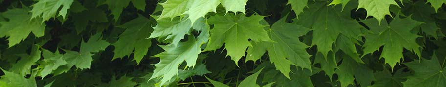 Blad van de bolesdoorn Globosum 