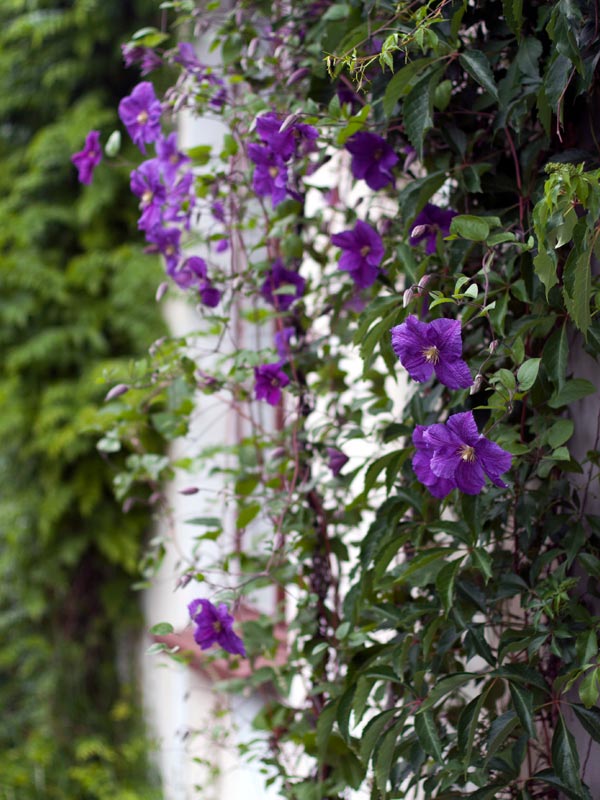 Een paarse Clematis fleurt de zijkant van een huis of schuur meteen op