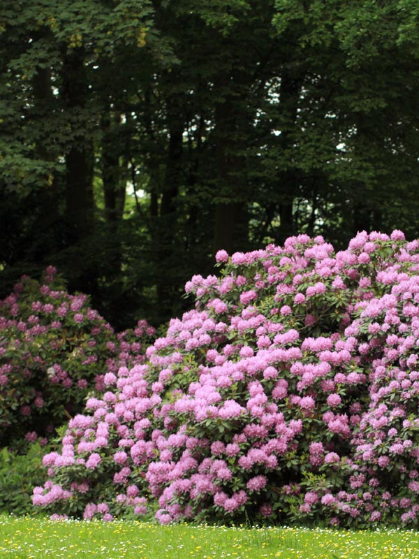 Rhododendron groeit vooral goed op schaduwrijke plekken aan de rand van bossen