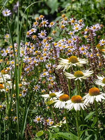 Op een zonnige standplaats komt de echinacea goed tot zijn recht