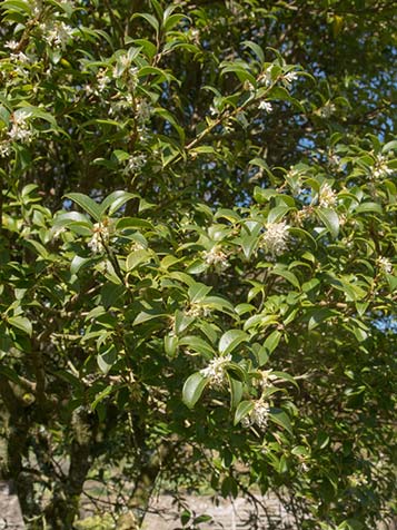 Osmanthus kan je altijd planten omdat het in pot zit beste tijd is het najaar 