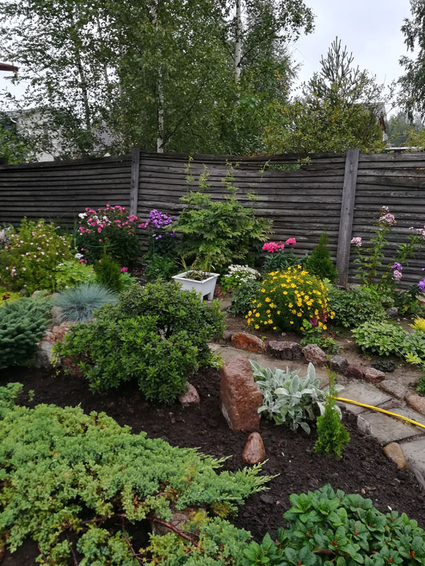 sparren aangeplant in volle grond