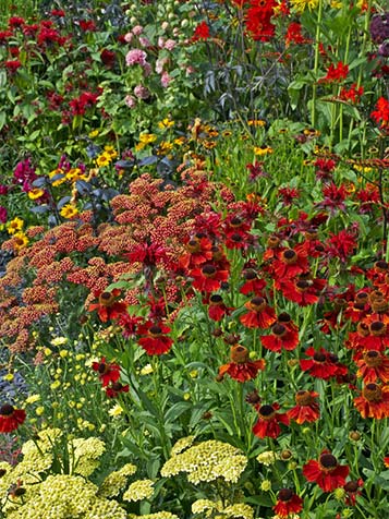 vaste planten in borderpakketten