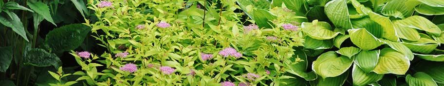 Spierstruik combineert goed met vele planten