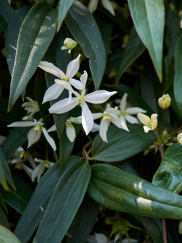 De bekendste groenblijvende clematis is de Clematis armandii
