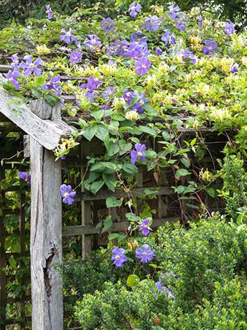De Clematis is in verschillende soorten verkrijgbaar