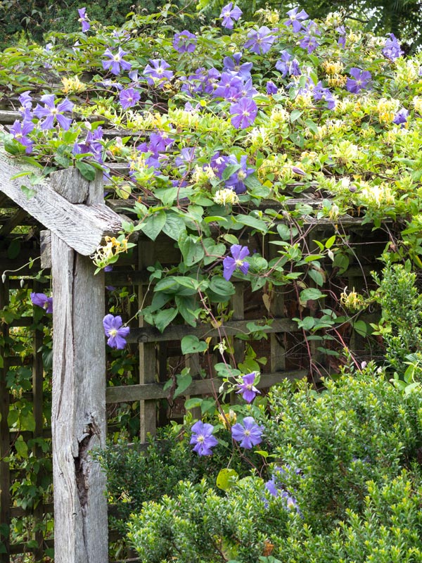 De Clematis is in verschillende soorten verkrijgbaar