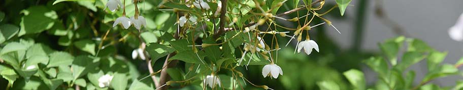 Bijzondere witte bloemen van de Styrax