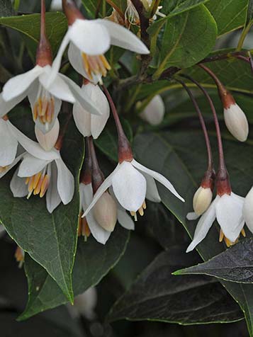 Bloemen van de Styrax japonicus