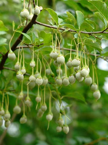 Styrax krijgt vruchtjes na de bloei