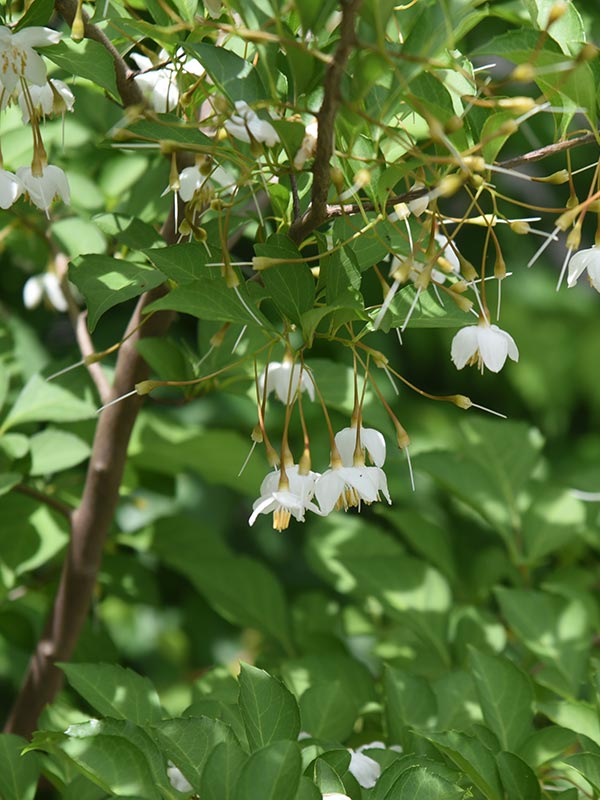 Styrax bloeit met hangende bloemetjes