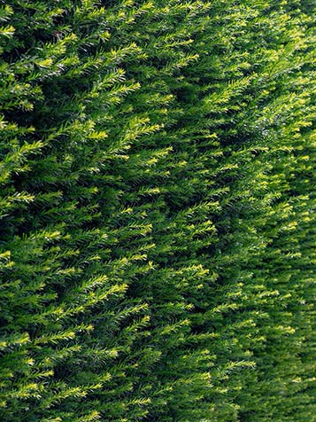 Taxus dient een keer per jaar gesnoeid te worden