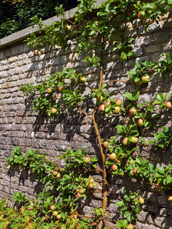 Alle soorten fruibomen hebben bij voorkeur een zonnige plek in de tuin