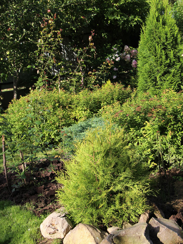 Thuja in een border al solitair