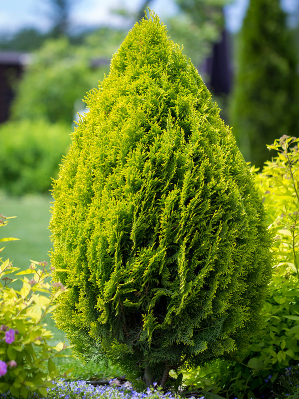 thuja brabant in vorm gesnoeit