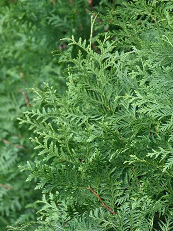 Thuja brabant in de border toegepast