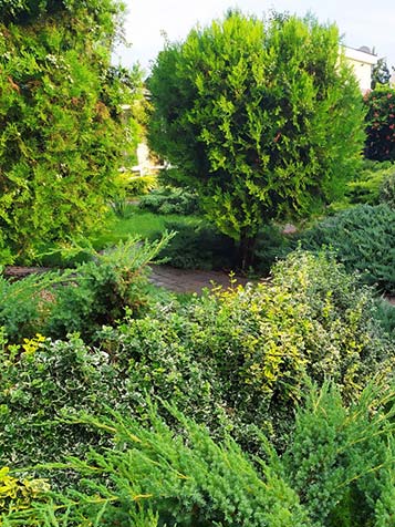 thuja brabant is een conifeer