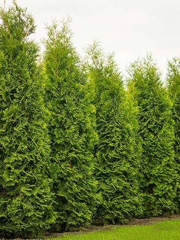 Thuja Smaragd in een rij planten voor een haag. 