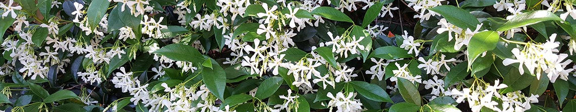 Toscaanse jasmijn krijgt witte geurende bloemen