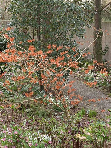 Oranje toverhazelaar in de tuin
