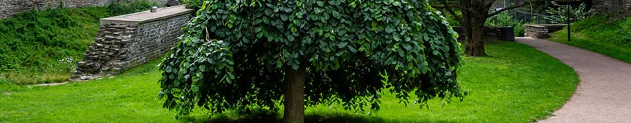 De iepboom is een van nature voorkomende boomsoort in België en Nederland