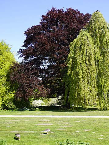 treurbeuk met rood of groen blad is online te koop bij tuinplantenwinkel