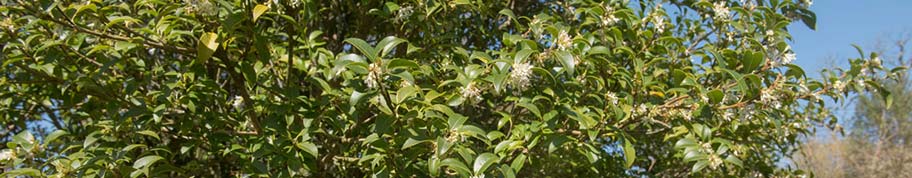 osmanthus combineren met bladverliezende vaste planten en struiken