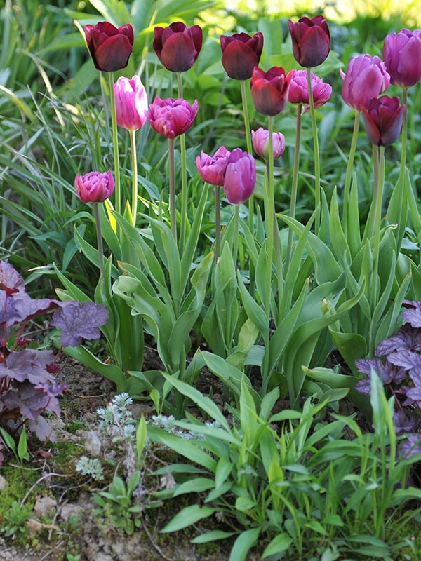 Tulpen tussen planten poten